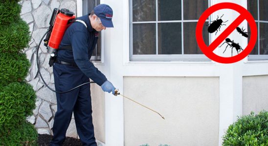 Kabataş Kene İlaçlama böcek ilaçlama ve haşere kontrolü — ilaclama-tr.com